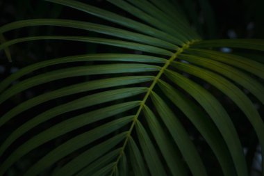 Palmiye yaprakları koyu arkaplan