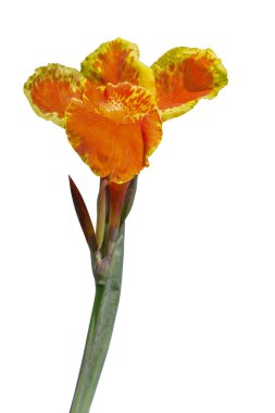 Beyaz arka planda zambak çiçekleri olmaz. Kesme yolu