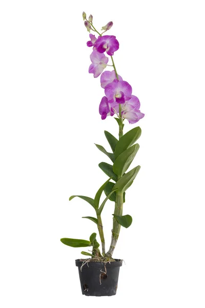 Orkidé Isolerad Vit Bakgrund Klippbana — Stockfoto
