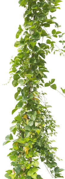 Réva Rostlina Izolované Bílém Pozadí Ořezávání Cesta — Stock fotografie