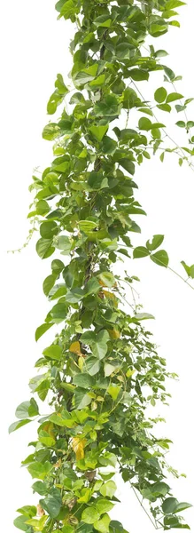 Planta Vid Aislada Sobre Fondo Blanco Camino Recorte — Foto de Stock