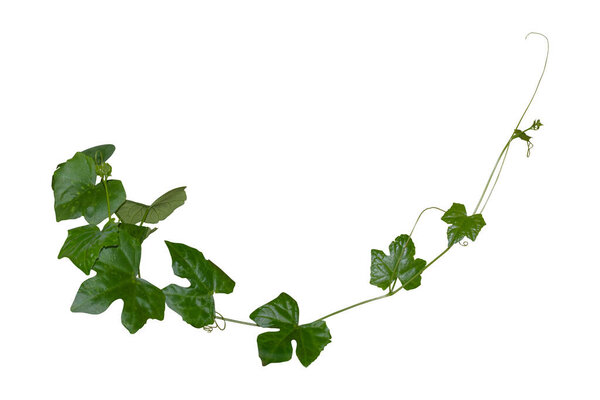 vine plant isolated on white background, clipping path