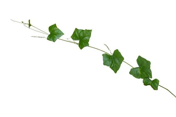 Les Plantes Vigne Isolent Sur Fond Blanc Sentier Coupe — Photo