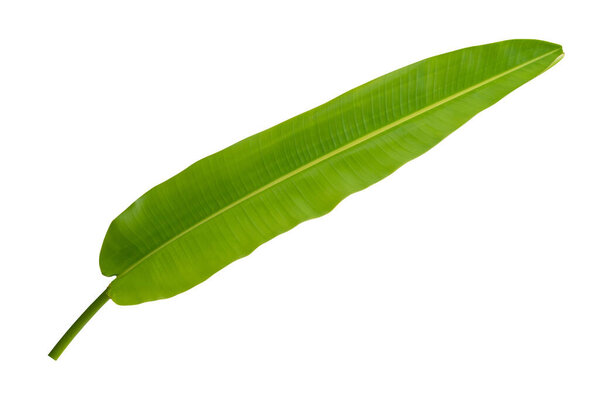 banana leaf on transparent layer have Clipping path