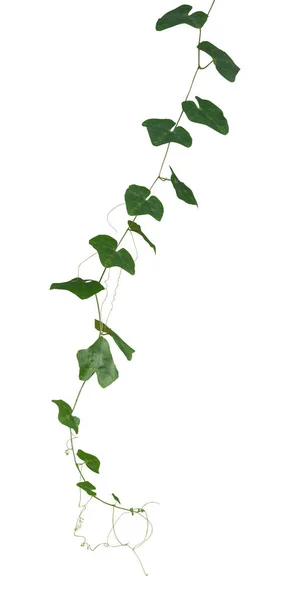 Rostlina Příroda Réva Zelená Břečťan Tropické Pověsit Creeper Lezení Izolované — Stock fotografie