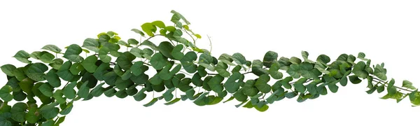 植物热带叶状藤蔓 常春藤绿色 在白色背景上隔离 剪枝路径 — 图库照片