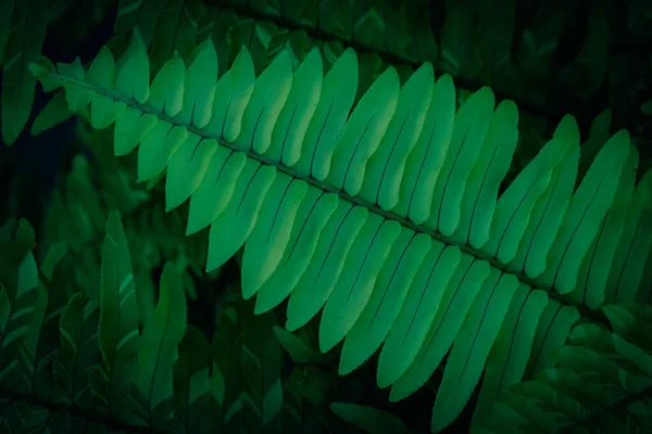 Fern Blad Mörk Bakgrund — Stockfoto