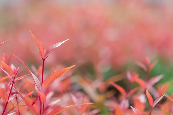 夏の日に赤葉 ソフトフォーカス — ストック写真