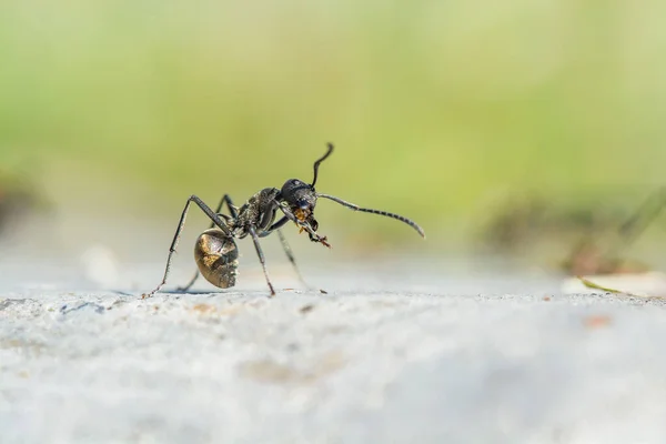 Hormigas Negras Naturaleza Aire Libre — Foto de Stock