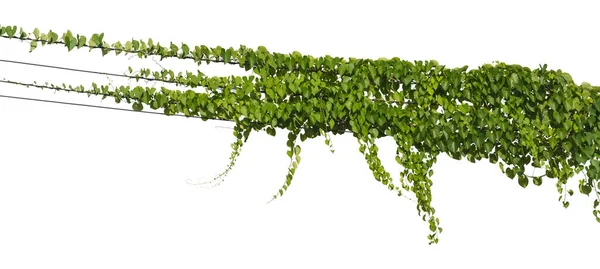 Rostlinné Tropické Listí Vinné Révy Ivy Green Visí Izolované Bílém — Stock fotografie