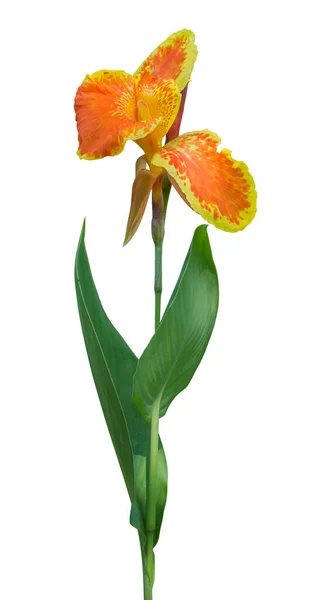 Bunga Canna Lily Pada Latar Belakang Putih Potong Tapak — Stok Foto