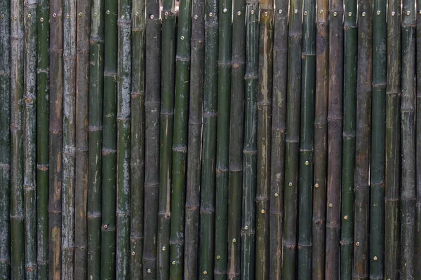 Grön Bambu Vägg Bakgrund — Stockfoto