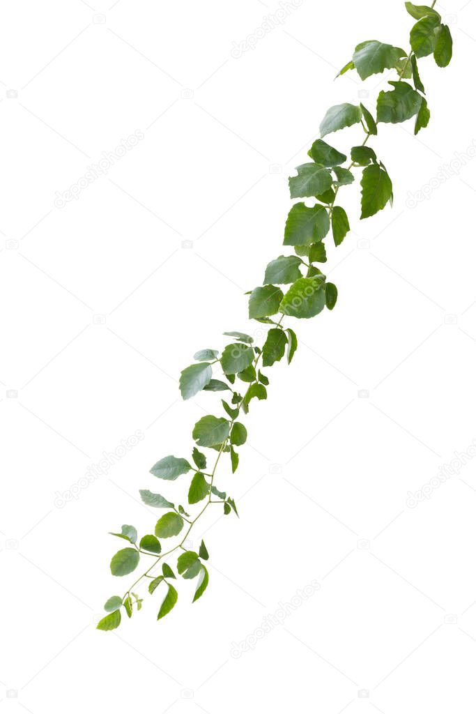 Plant tropical foliage vine, Ivy green hang isolated on white background, clipping path