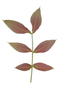 Dal yaprakları bitkiyi beyaz arka planda yalıtılmış bırakır. Kesme yolu