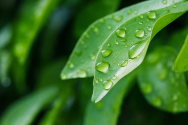 Yaprakların üzerine bir damla su