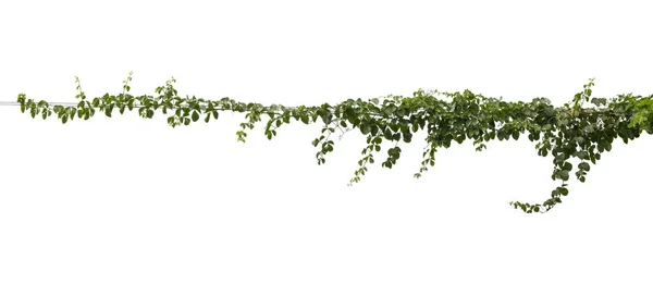 Planta Videira Folhagem Tropical Hera Verde Pendurar Isolado Fundo Branco — Fotografia de Stock