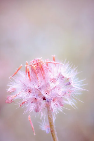 Dandelion flower, nature vintage pastels background