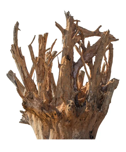 白い背景に孤立した根の木 クリッピングパス — ストック写真