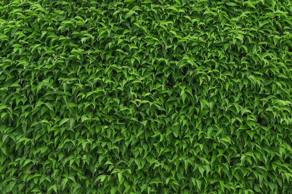 Yeşil Yaprak Deseni Arkaplanı — Stok fotoğraf