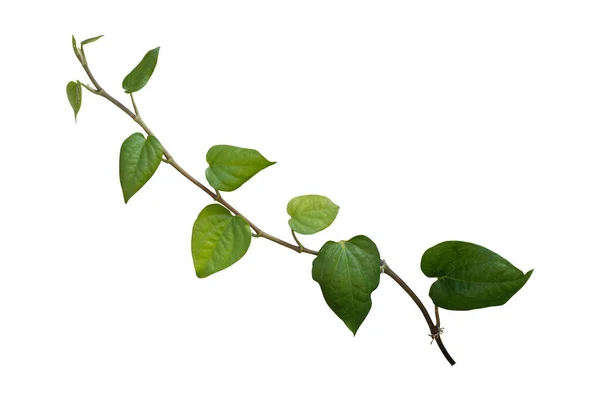 Asma bitkisi beyaz arka planda izole edilmiş. Kesme yolu