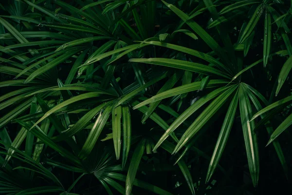 Palma Folhas Fundo Escuro — Fotografia de Stock