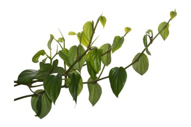 Asma bitkisi beyaz arka planda izole edilmiş. Kesme yolu