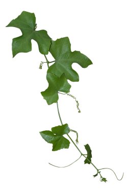 Asma bitkisi beyaz arka planda izole edilmiş. Kesme yolu