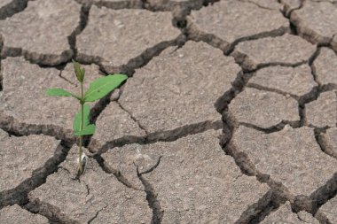Çatlak topraklarda yetişen bitkiler.
