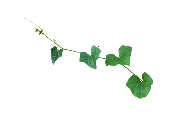 Rostlina Izolovaná Bílém Pozadí Cesta Oříznutí — Stock fotografie