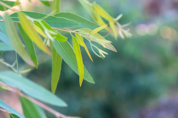 Feuilles Eucalyptus Branche Eucalyptus Arbre Nature Fond — Photo