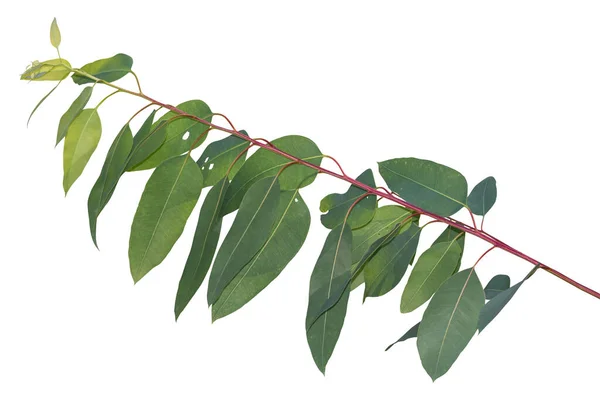 Branche Eucalyptus Isolée Sur Fond Blanc Avec Chemin Coupe — Photo
