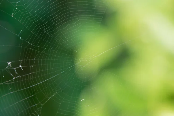 Cobweb Πράσινο Θολή Φόντο — Φωτογραφία Αρχείου