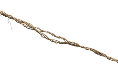 Beyaz arka planda izole edilmiş asma ağacı. Kesme yolu