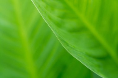 Arkaplan yeşili yeşil yapraklar ekoloji yeşili, temiz yumuşak doku