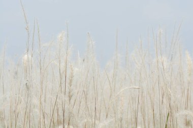 Yumuşak, ılık ışıkta çayır çiçekleri. Klasik sonbahar manzarası bulanık doğal arkaplan