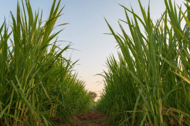 Çimenler hayvan yemi olarak ekilir..