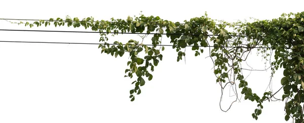 白色背景上的孤立的葡萄藤植物 收割路径 — 图库照片