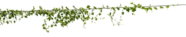 Jungla Plantas Vid Escalada Aislada Sobre Fondo Blanco Ruta Recorte —  Fotos de Stock