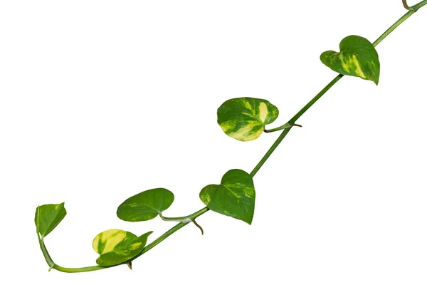 Vereinzelte Rebpflanze Auf Weißem Hintergrund Steilpfad — Stockfoto