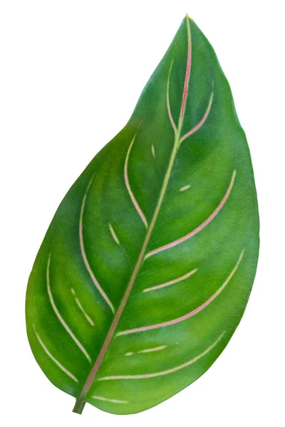 Green Tropical Leaves Objekt Isoliert Auf Weißem Hintergrund Steilpfad — Stockfoto