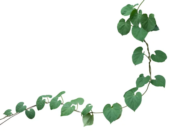 Asma bitkisine tırmanma beyaz arka planda izole edildi. Kesme yolu