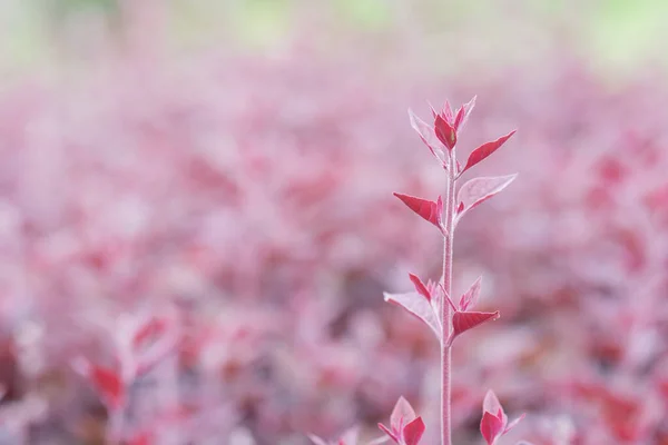 デザインの背景として使用するコピースペースを持つ赤い木の植物の性質 — ストック写真