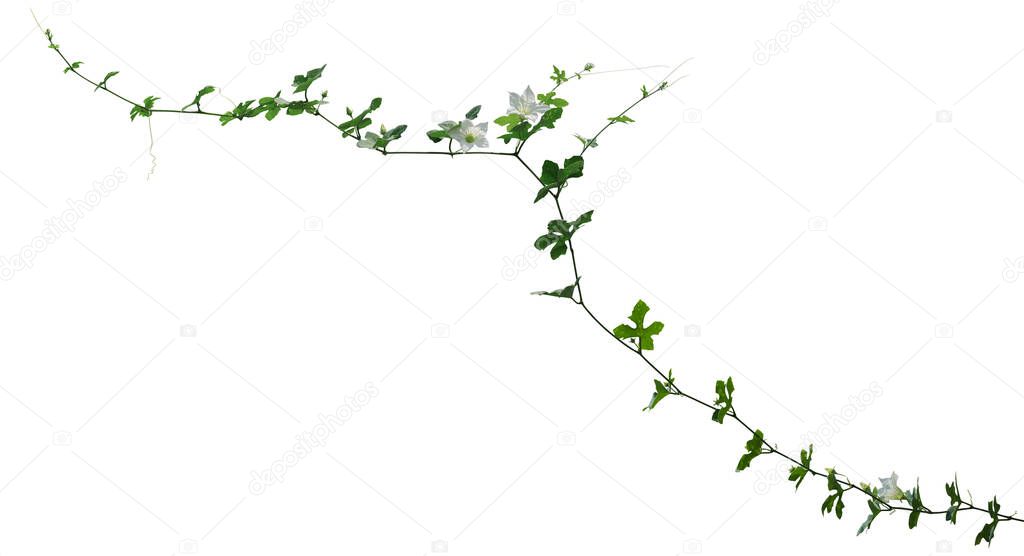 vine plant climbing isolated on white background. Clipping path