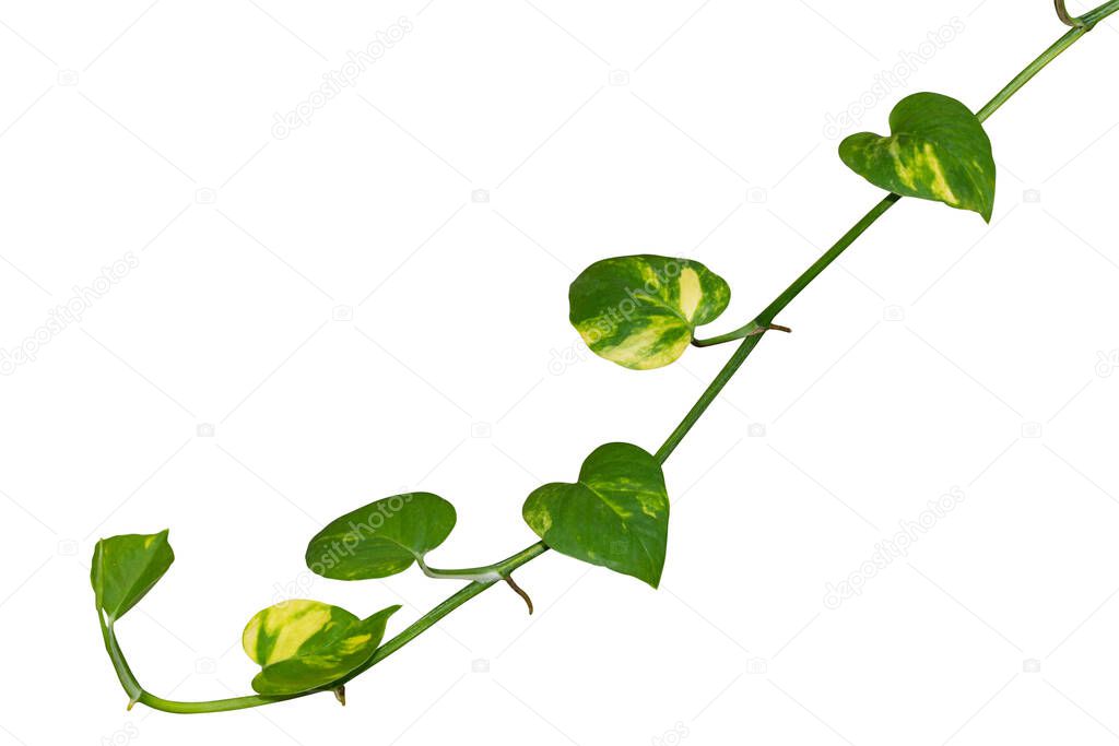 Isolated vine plant on white background. Clipping path