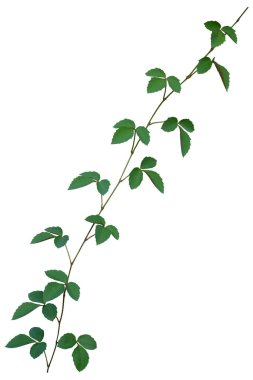 Asma bitkisine tırmanma beyaz arka planda izole edildi. Kesme yolu