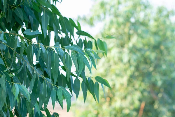 Eukaliptusowe Liście Gałąź Eukaliptusa Drzewo Natura Tło — Zdjęcie stockowe