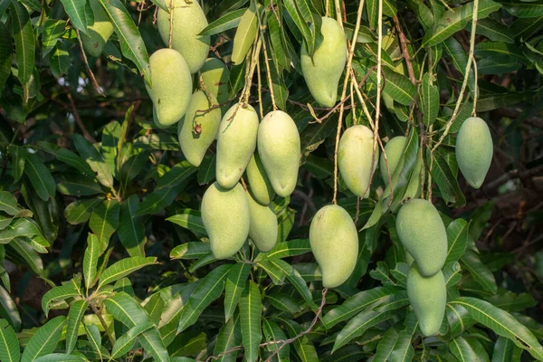 Mango Tree Nature — Stock Photo, Image
