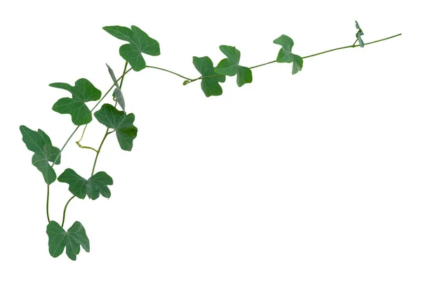 Vinplanter Som Klatrer Isolert Hvit Bakgrunn Knutebane – stockfoto