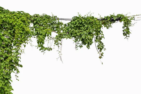 Plants Ivy Vines Poles White Background — Stock Photo, Image
