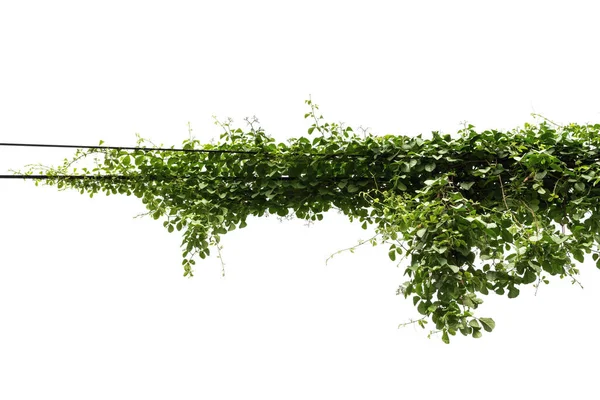 Planten Klimop Wijnstokken Palen Witte Achtergrond — Stockfoto